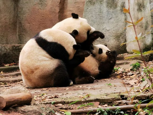 四川省会是重庆还是成都