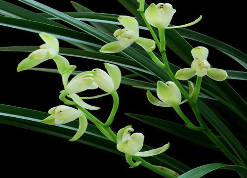 12月养护兰花需要注意哪些要点