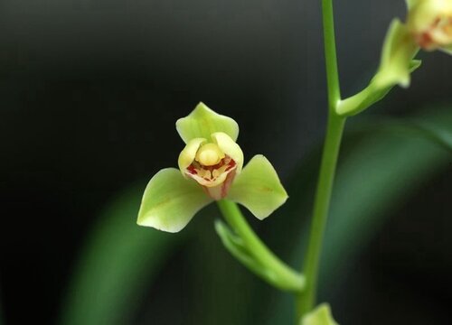 12月养护兰花需要注意哪些要点