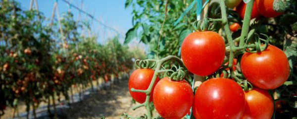家庭圣女果的种植方法