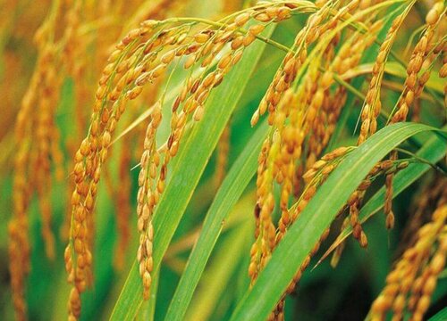 稻谷行情最新行情走势