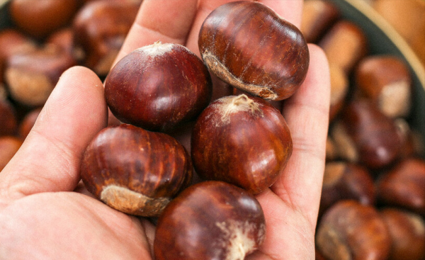 板栗怎么收藏不会坏的有效方法