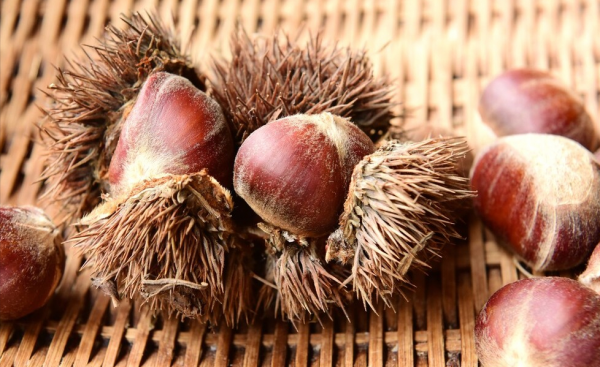 板栗怎么收藏不会坏的有效方法