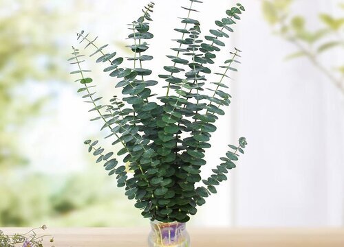 尤加利的花语和寓意