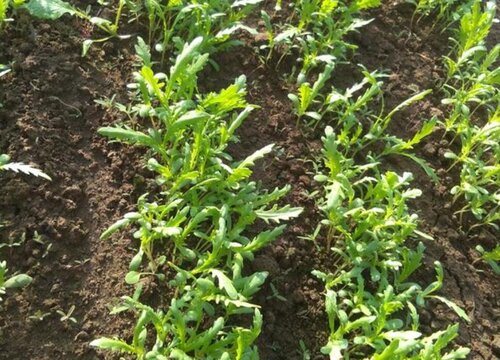 小叶茼蒿种植时间和方法