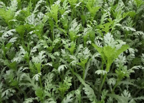 小叶茼蒿种植时间和方法