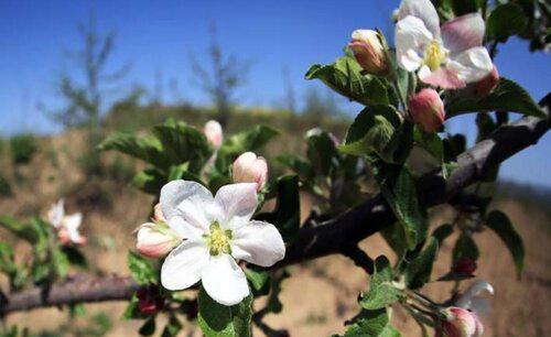 苹果树开花期下雨有影响吗