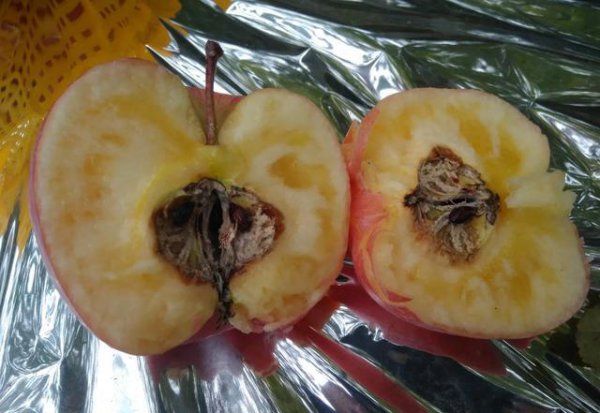 苹果树开花期下雨有影响吗