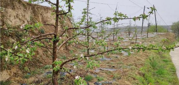 苹果树开花期下雨有影响吗