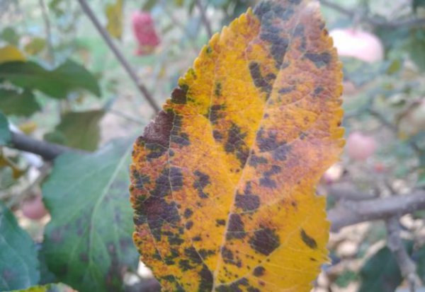 苹果树开花期下雨有影响吗