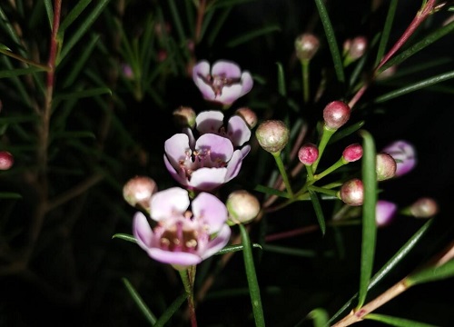 梅花秋天能移栽吗