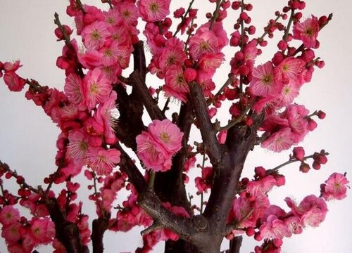 梅花秋天能移栽吗