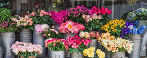 怎么样能把花养的旺盛起来