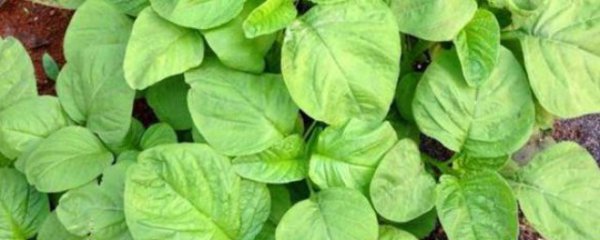 青苋菜简单种植方法