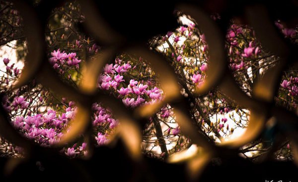 上海的市花是哪种花