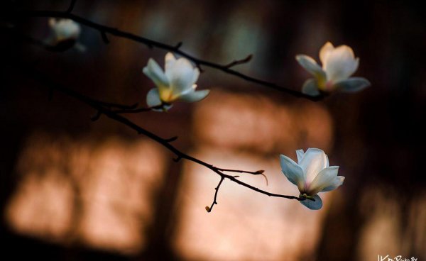 上海的市花是哪种花