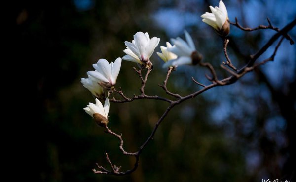 上海的市花是哪种花