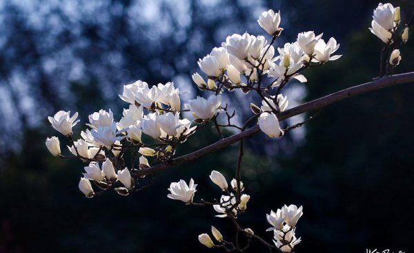 上海的市花是哪种花