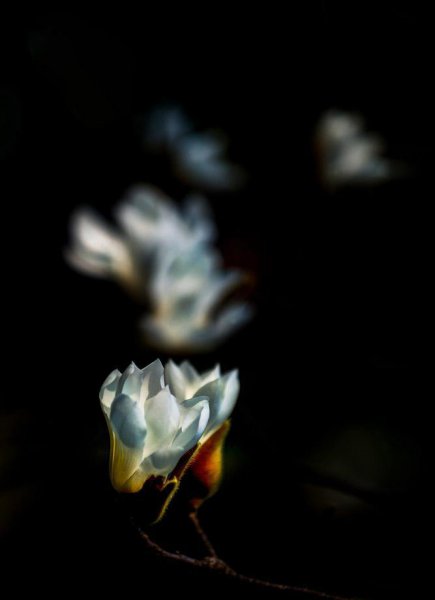 上海的市花是哪种花