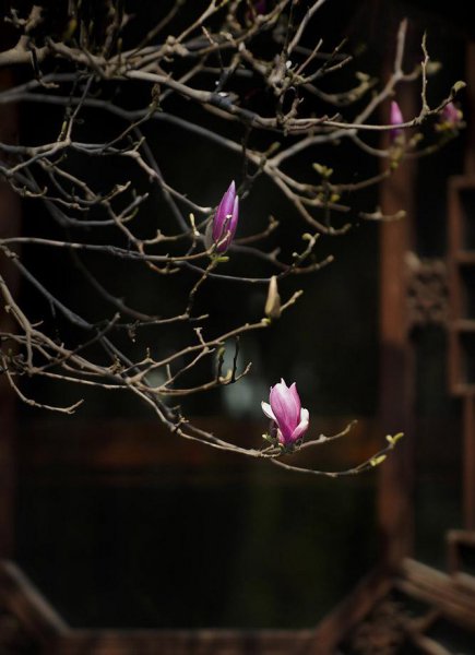 上海的市花是哪种花