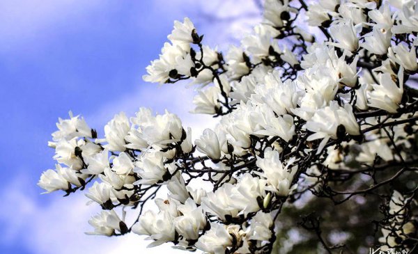 上海的市花是哪种花