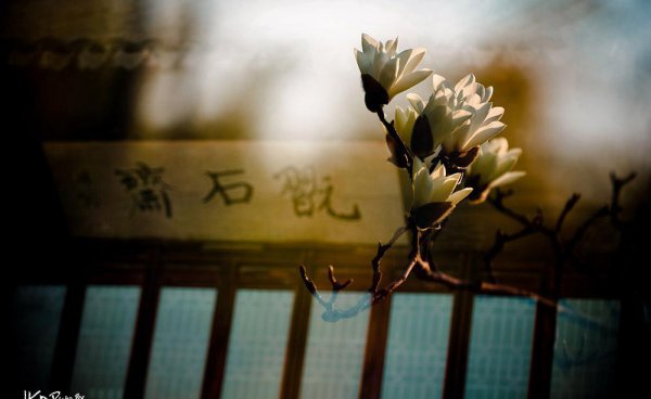 上海的市花是哪种花