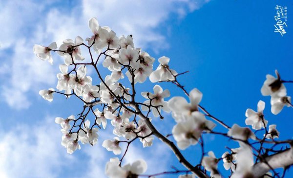 上海的市花是哪种花