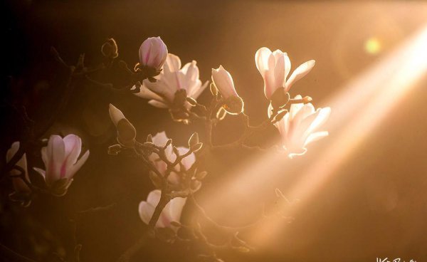 上海的市花是哪种花