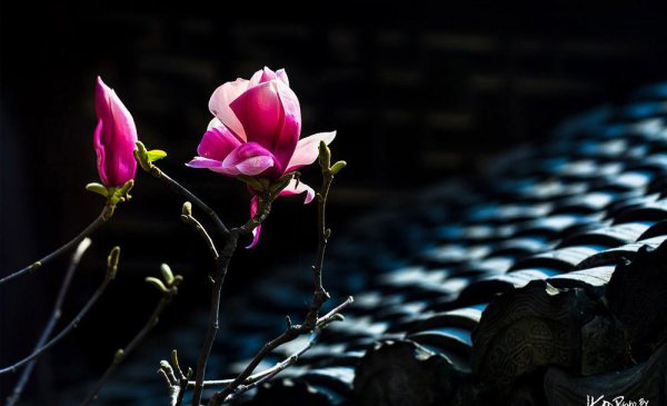 上海的市花是哪种花