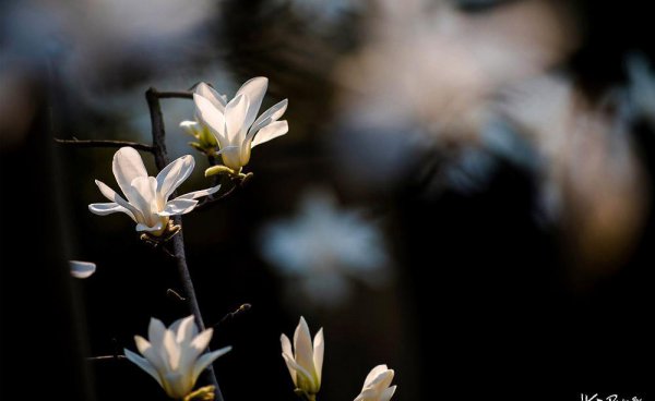 上海的市花是哪种花
