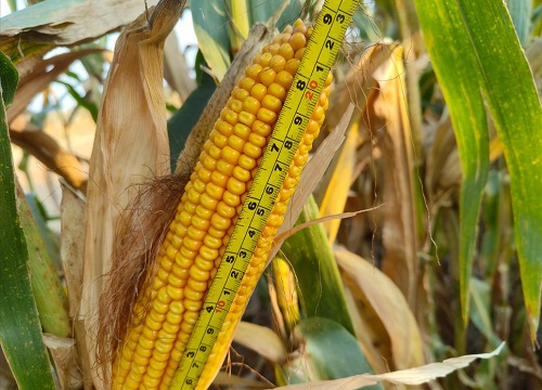 必祥199玉米种子简介