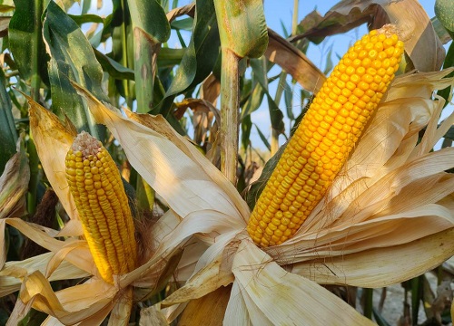 必祥199玉米种子简介