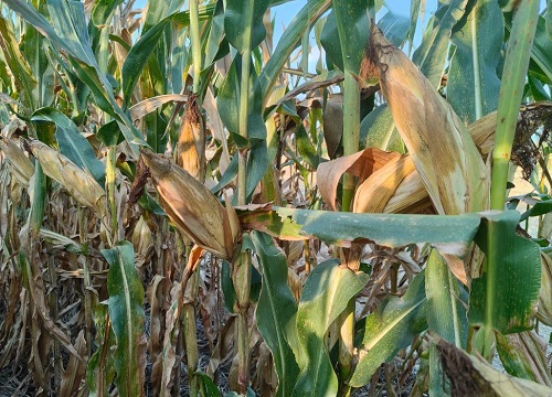 必祥199玉米种子简介