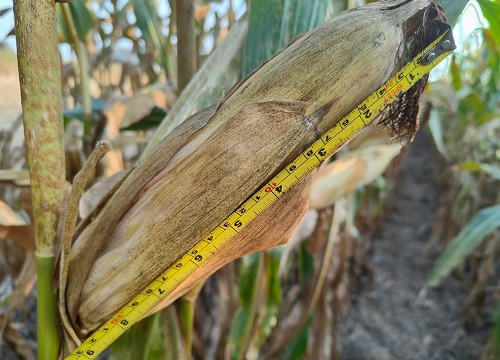 必祥199玉米种子简介