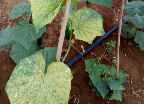 黄瓜叶子卷起来是什么原因