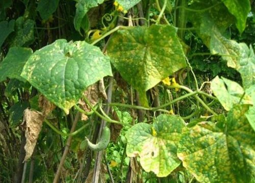 黄瓜叶子卷起来是什么原因