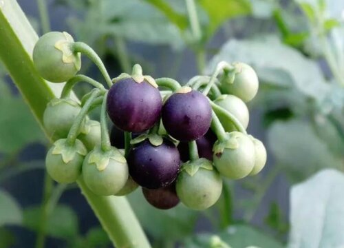 野葡萄的功效与作用