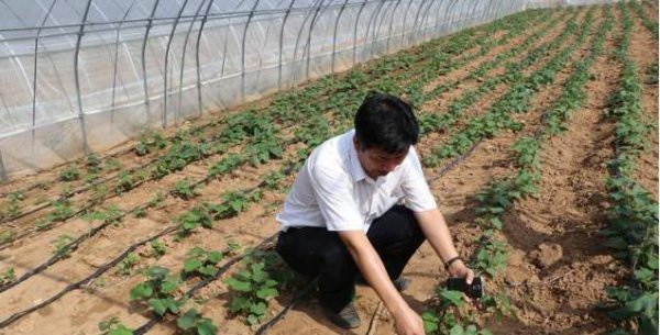 怎样培育红薯苗及方法