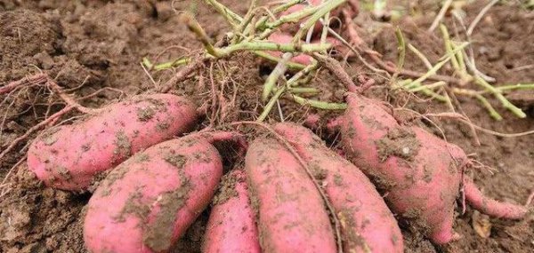 怎样培育红薯苗及方法