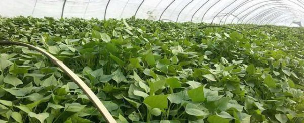 怎样培育红薯苗及方法