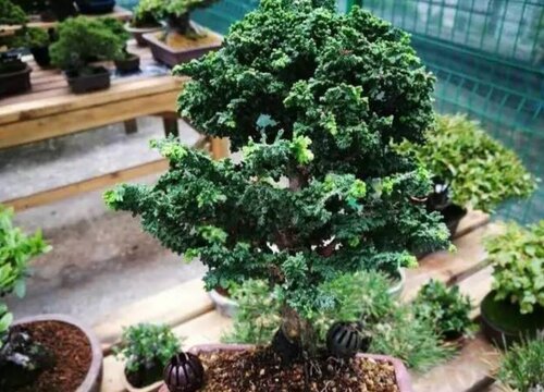 石化桧是什么树种