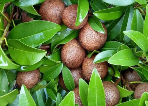 海南水果大全图片名称