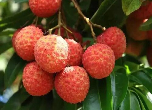 海南水果大全图片名称