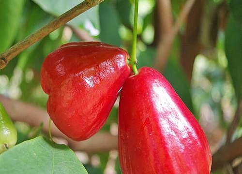 海南水果大全图片名称