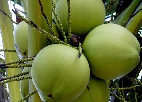 海南水果大全图片名称