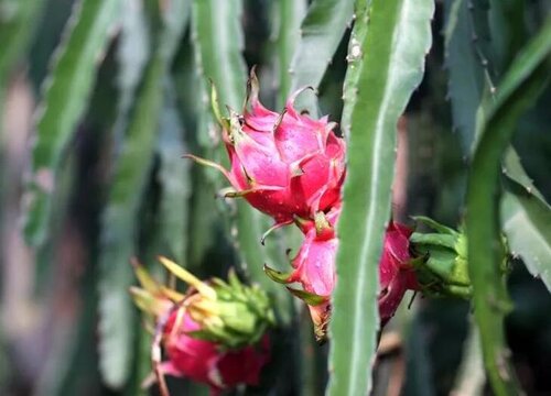 海南水果大全图片名称