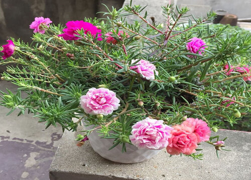 仙人掌可以嫁接太阳花吗