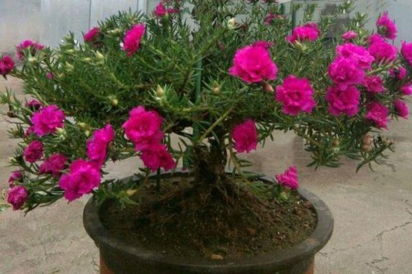 仙人掌可以嫁接太阳花吗