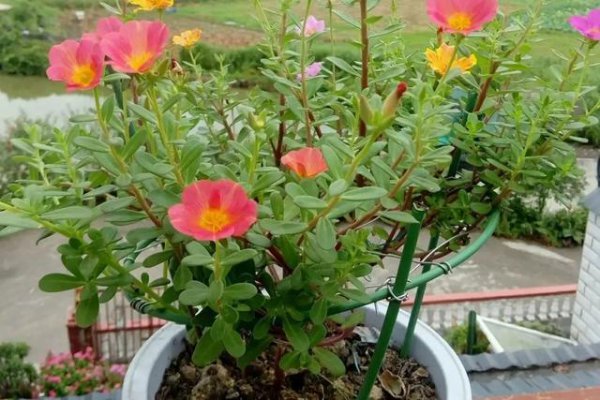 仙人掌可以嫁接太阳花吗