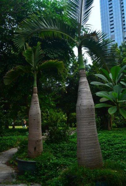 植物的茎是哪个部位